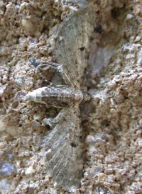 Common Pug